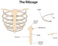 The Rib Cage Labeled Diagram