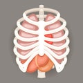 Rib Cage Lungs Heart Liver Stomach Iinternal Organs Icons and Symbols Retro Cartoon Design Vector Illustration Royalty Free Stock Photo