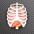 Rib Cage Lungs Heart Liver Stomach Iinternal Organs Icons and Symbols Retro Cartoon Design Vector Illustration
