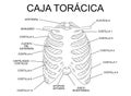 Rib cage, scheme of the bones of the thorax, silhouette with name