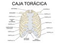 Rib cage, scheme of the bones of the thorax, silhouette with names