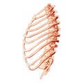 Rib cage Skeleton Human bones system side view. Realistic Chest anatomically correct ribcage 3D flat natural concept Royalty Free Stock Photo