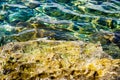 Rib on clear sea water, rocky seabed with rocks