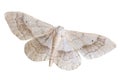 Riband Wave geometridae moth isolated