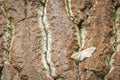 Riband Wave moth Royalty Free Stock Photo