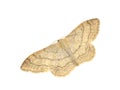 Riband Wave moth Royalty Free Stock Photo