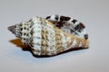 Ribbed Cantharus Sea Shell Royalty Free Stock Photo