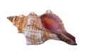 Ribbed Cantharus Seashell Royalty Free Stock Photo
