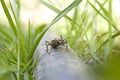 Ribbed pine borer (Rhagium inquisitor) Royalty Free Stock Photo