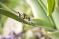 Ribbed pine borer (Rhagium inquisitor) Royalty Free Stock Photo