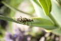 Ribbed pine borer (Rhagium inquisitor) Royalty Free Stock Photo