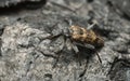 Ribbed pine borer, Rhagium inquisitor on burnt bark Royalty Free Stock Photo