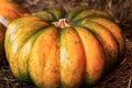 Ribbed pumpkin large vegetable yellow-green one-piece close-up autumn design