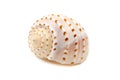 Ribbed Seashell