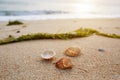 Seashells and seaweed on coastal sands, sandy beach seascape Royalty Free Stock Photo