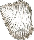 Ribbed White Seashell