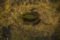 Ribbit Ribbit frog Royalty Free Stock Photo