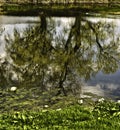 Ribble reflections Royalty Free Stock Photo