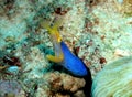 Ribbon eel on reef Royalty Free Stock Photo