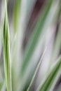 Ribbon Grass Abstract Background