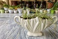 Ribbon grass variegated in a ceramic pot or ornamental grass in a decorative planter closeup