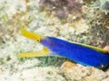 Ribbon Moray