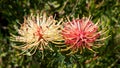 Ribbon Pincushion Flower Royalty Free Stock Photo