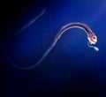 Ribbon sawtail fish Idiacanthus fasciola Royalty Free Stock Photo