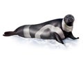 The ribbon seal, Histriophoca fasciata