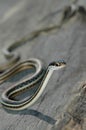 Thamnophis sauritus