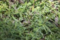 Ribbon Snake Snacking