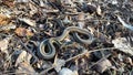 Ribbon Snake sunning on bank