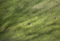 Ribbon Snake Snacking