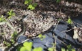 Ribbon Snake Thamnophis sauritus