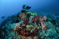 Ribbon sweetlips, many spotted sweetlips, anthias are swimming in Gili, Lombok, Nusa Tenggara Barat, Indonesia underwater photo Royalty Free Stock Photo