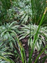 Ribbonplant or Chlorophytum comosum