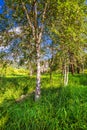 Ribbons on the branches of the tree - Kyra. Gorny Altai, Siberia, Russia