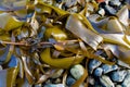 Ribbons of ochre kelp on pebble beach in winter sun Royalty Free Stock Photo