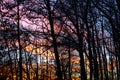 Ribbons of Sky Colors Peek through the Trees