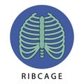 ribcage design vector flat isolated illustration Royalty Free Stock Photo