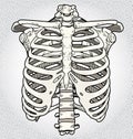 Ribcage Royalty Free Stock Photo