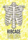 Ribcage poster Royalty Free Stock Photo