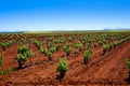 Ribera Guadiana vineyards Extremadura Spain