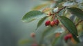 Riberry in light fog Royalty Free Stock Photo