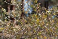 Ribes Cereum Display - San Emigdio Mtns - 100622