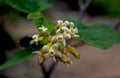 Flowers of Ribes, currants