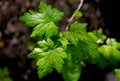 Young leaves of Ribes, currants