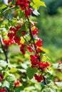 Ribes plant growing in summer garden Royalty Free Stock Photo