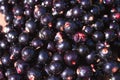 Ribes nigrum black currant Royalty Free Stock Photo