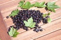 Ribes nigrum, black currant Royalty Free Stock Photo